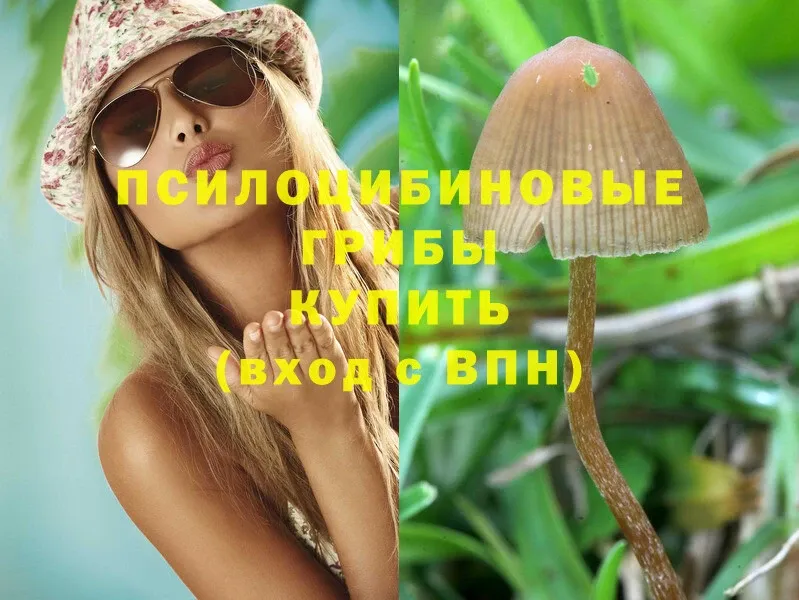 Галлюциногенные грибы Psilocybe  Ардатов 